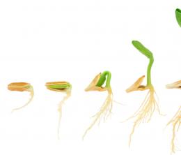 Sequence of pumpkin plant growing isolated on white, evolution concept, cut out
