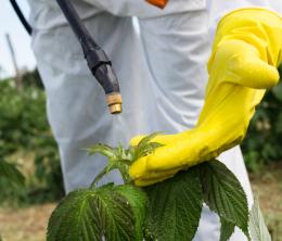 Agriculture worker - Young worker spraying organic pesticides on fruit growing plantation