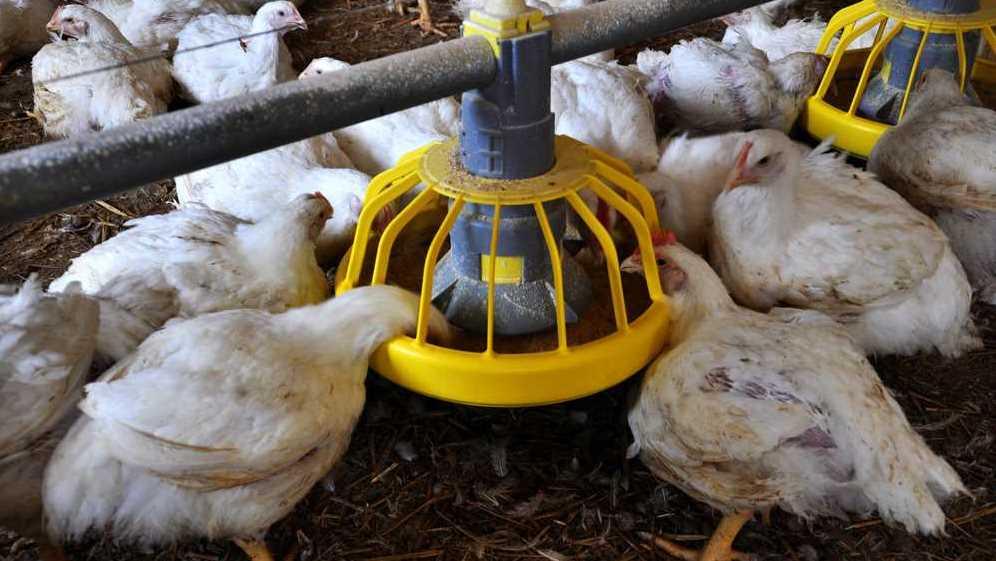 Broiler chickens on a modern poultry farm feeding from feeders.