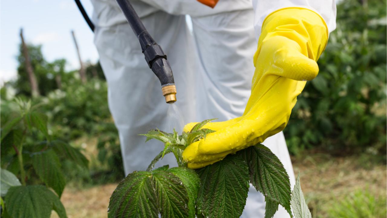 Agriculture worker - Young worker spraying organic pesticides on fruit growing plantation