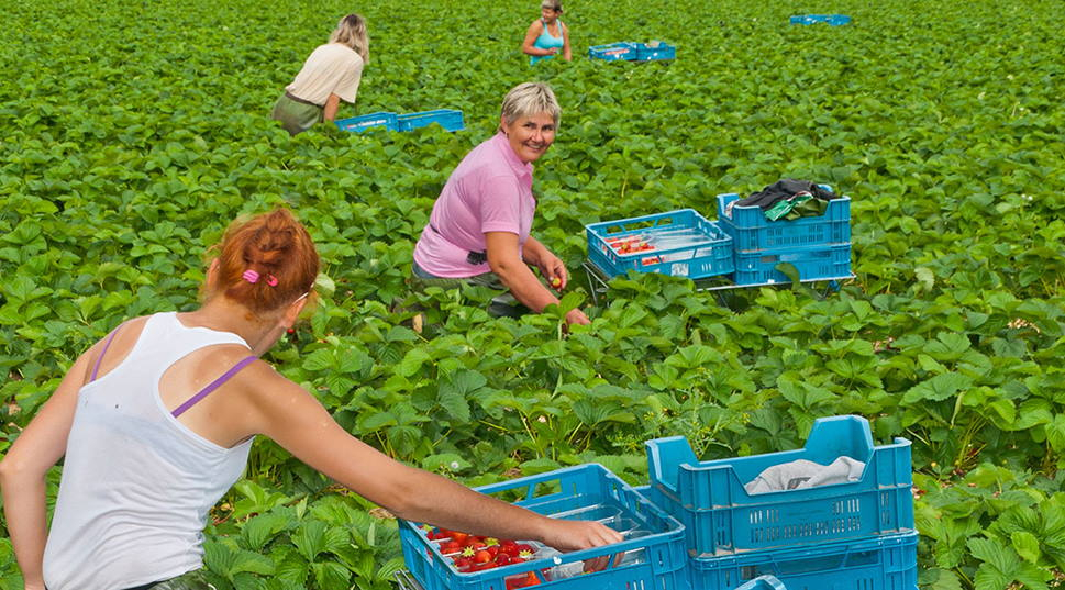 Two female pickers working in a field of strawberries, placing fruit into blue trays stacked among the plants. Two more workers in the background.  