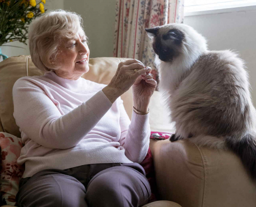 Image library picture of older woman sitting in her armchair with persian cat on the armrest.